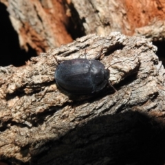 Pterohelaeus piceus (Pie-dish beetle) at Fyshwick, ACT - 22 Dec 2018 by YumiCallaway