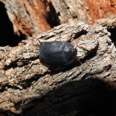 Pterohelaeus piceus (Pie-dish beetle) at Fyshwick, ACT - 22 Dec 2018 by YumiCallaway