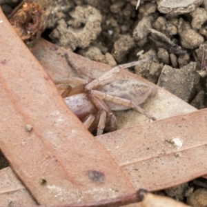 Clubiona sp. (genus) at Franklin, ACT - 6 Jul 2020