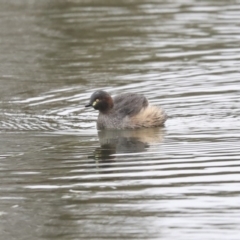 Tachybaptus novaehollandiae (Australasian Grebe) at Gungaderra Creek Ponds - 6 Jul 2020 by Alison Milton