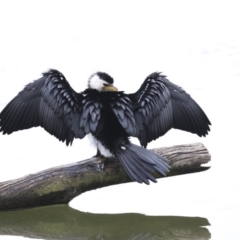 Microcarbo melanoleucos (Little Pied Cormorant) at Franklin, ACT - 6 Jul 2020 by Alison Milton