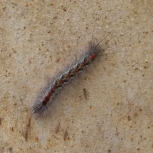 Thaumetopoeinae (subfamily) at Franklin, ACT - 6 Jul 2020 12:17 PM