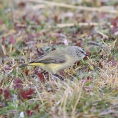 Acanthiza chrysorrhoa (Yellow-rumped Thornbill) at Gungaderra Creek Ponds - 6 Jul 2020 by Alison Milton