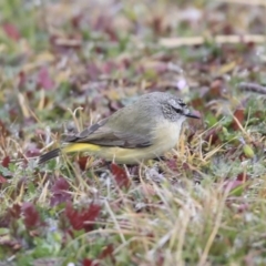 Acanthiza chrysorrhoa at Franklin, ACT - 6 Jul 2020