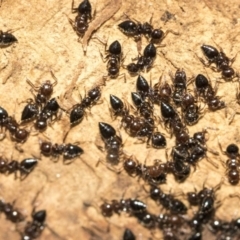Crematogaster sp. (genus) (Acrobat ant, Cocktail ant) at Lake Ginninderra - 3 Jul 2020 by AlisonMilton