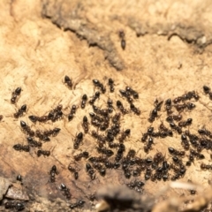 Crematogaster sp. (genus) at Belconnen, ACT - 3 Jul 2020