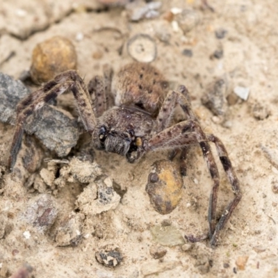 Isopeda (genus) (Huntsman Spider) at Franklin, ACT - 6 Jul 2020 by AlisonMilton