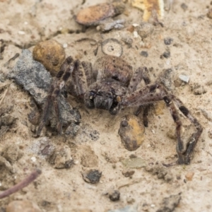 Isopeda sp. (genus) at Franklin, ACT - 6 Jul 2020