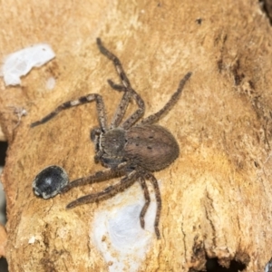 Isopeda sp. (genus) at Franklin, ACT - 6 Jul 2020