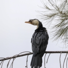 Microcarbo melanoleucos (Little Pied Cormorant) at Gungaderra Creek Ponds - 6 Jul 2020 by Alison Milton