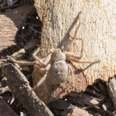 Sparassidae (family) (A Huntsman Spider) at Belconnen, ACT - 3 Jul 2020 by AlisonMilton