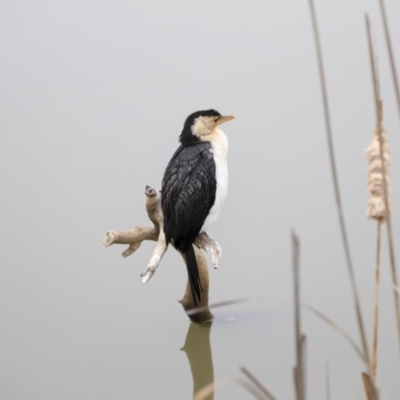 Microcarbo melanoleucos (Little Pied Cormorant) at Franklin, ACT - 5 Jul 2020 by Alison Milton