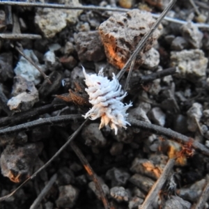 Cryptolaemus montrouzieri at Fadden, ACT - 24 Dec 2018 08:00 PM