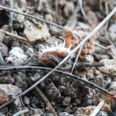 Cryptolaemus montrouzieri at Fadden, ACT - 24 Dec 2018