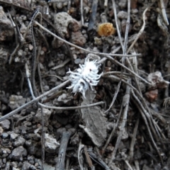 Cryptolaemus montrouzieri at Fadden, ACT - 24 Dec 2018