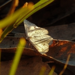 Taxeotis (genus) (Unidentified Taxeotis geometer moths) at Wanniassa Hill - 24 Dec 2018 by YumiCallaway