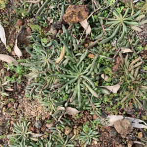 Calandrinia eremaea at Campbell, ACT - 13 Jun 2020