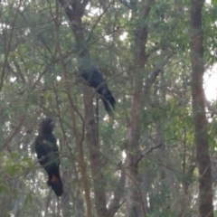 Calyptorhynchus lathami lathami (Glossy Black-Cockatoo) at Bermagui, NSW - 31 May 2020 by annabowman