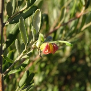 Grevillea victoriae at Isaacs Ridge - 9 Jul 2020 04:15 PM