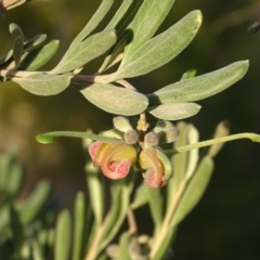 Grevillea victoriae at Isaacs Ridge - 9 Jul 2020