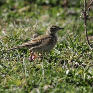 Anthus australis at Tharwa, ACT - 7 Jul 2020