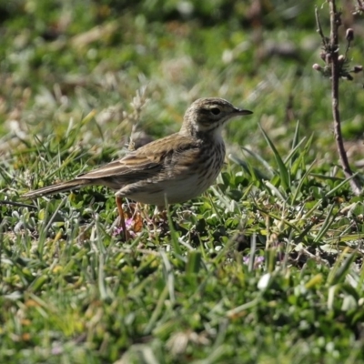 Anthus australis (Australian Pipit) at Tharwa, ACT - 7 Jul 2020 by RodDeb