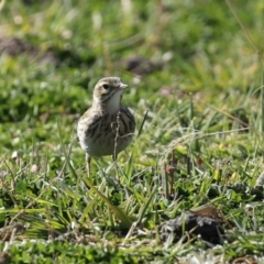 Anthus australis at Tharwa, ACT - 7 Jul 2020