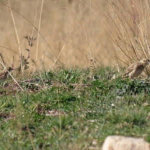 Anthus australis at Tharwa, ACT - 7 Jul 2020