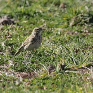 Anthus australis at Tharwa, ACT - 7 Jul 2020