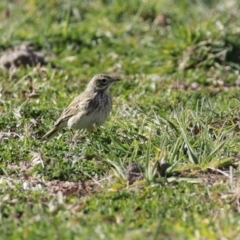 Anthus australis at Tharwa, ACT - 7 Jul 2020