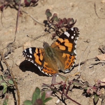 Vanessa kershawi (Australian Painted Lady) at Tennent, ACT - 7 Jul 2020 by RodDeb