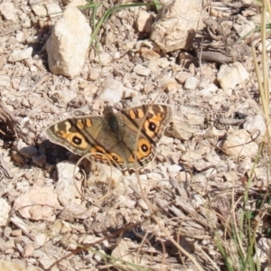 Junonia villida at Tennent, ACT - 7 Jul 2020