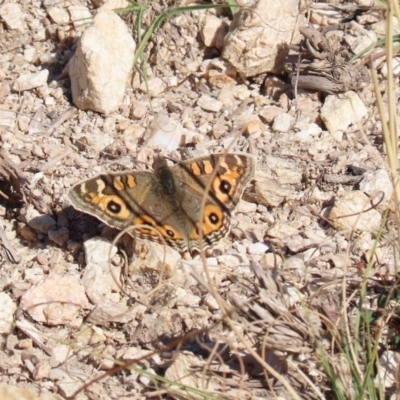 Junonia villida (Meadow Argus) at Tennent, ACT - 7 Jul 2020 by RodDeb