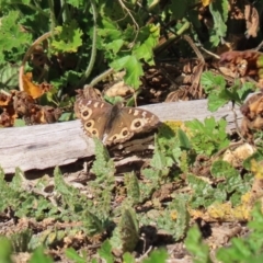 Junonia villida at Tennent, ACT - 7 Jul 2020