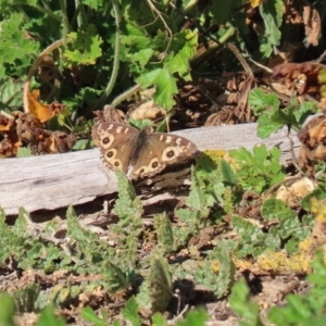 Junonia villida at Tennent, ACT - 7 Jul 2020