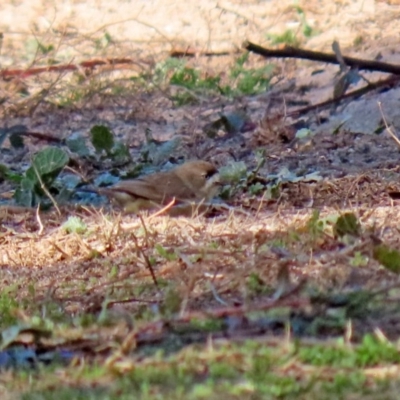 Aphelocephala leucopsis (Southern Whiteface) at Tennent, ACT - 7 Jul 2020 by RodDeb