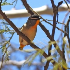 Pardalotus punctatus (Spotted Pardalote) at Tennent, ACT - 7 Jul 2020 by RodDeb