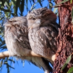 Podargus strigoides (Tawny Frogmouth) at Tennent, ACT - 7 Jul 2020 by RodDeb