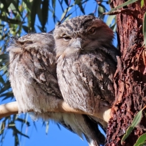 Podargus strigoides at Tennent, ACT - 7 Jul 2020