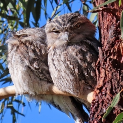 Podargus strigoides (Tawny Frogmouth) at Tennent, ACT - 7 Jul 2020 by RodDeb