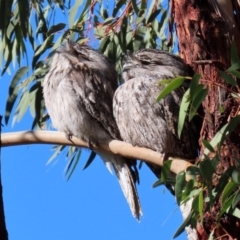 Podargus strigoides at Tennent, ACT - 7 Jul 2020