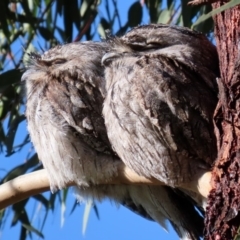 Podargus strigoides at Tennent, ACT - 7 Jul 2020