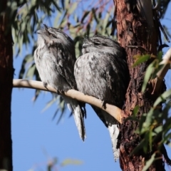 Podargus strigoides at Tennent, ACT - 7 Jul 2020 12:31 PM