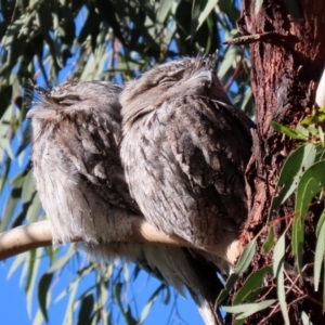 Podargus strigoides at Tennent, ACT - 7 Jul 2020 12:31 PM