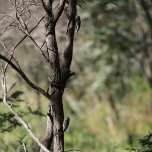 Cormobates leucophaea at Tennent, ACT - 7 Jul 2020 01:22 PM