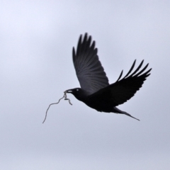 Corvus coronoides (Australian Raven) at Fyshwick, ACT - 8 Jul 2020 by RodDeb