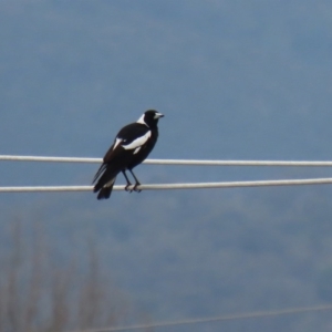 Gymnorhina tibicen at Fyshwick, ACT - 8 Jul 2020