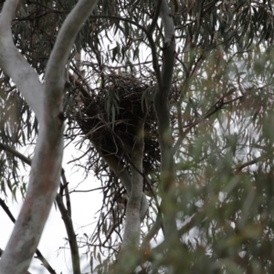 Gymnorhina tibicen at Fyshwick, ACT - 8 Jul 2020