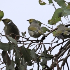 Ptilotula penicillata (White-plumed Honeyeater) at Fyshwick, ACT - 8 Jul 2020 by RodDeb