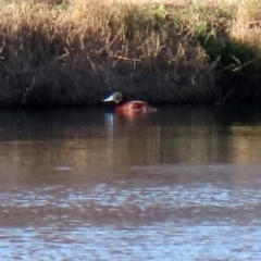 Oxyura australis (Blue-billed Duck) at Fyshwick Sewerage Treatment Plant - 9 Jul 2020 by RodDeb